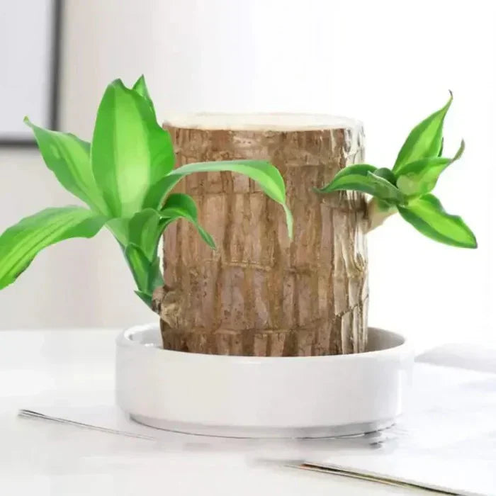 Brazil Wood Potted Plant