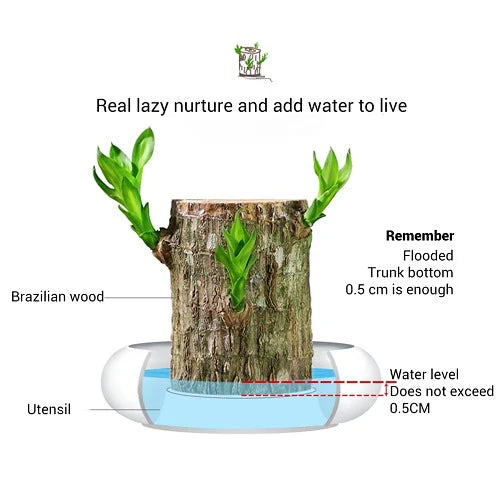 Brazil Wood Potted Plant