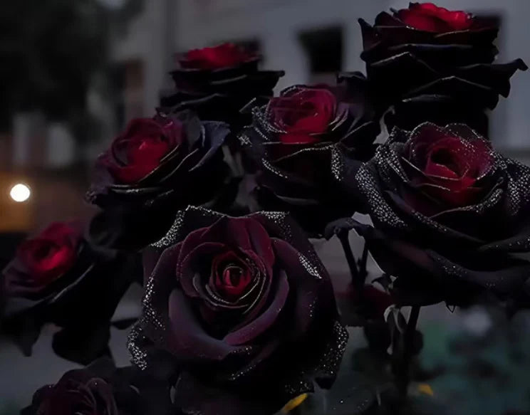 RARE BLACK RED ROSE FLOWER SEEDS