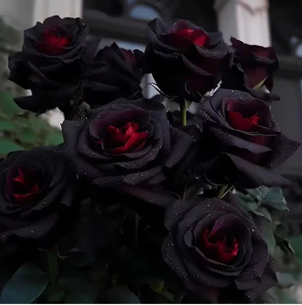 RARE BLACK RED ROSE FLOWER SEEDS