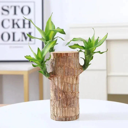 Brazil Wood Potted Plant